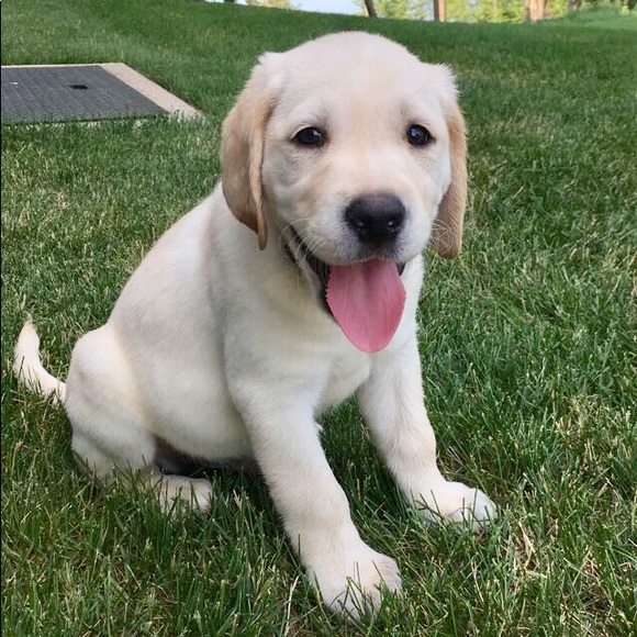 Meet the Posher Other - Meet your Posher, Payton